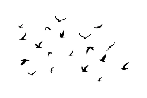 Una Bandada Pájaros Voladores Silueta Negro Sobre Fondo Blanco Ilustración — Vector de stock