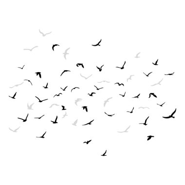 Uçan siluet kuş sürüsü. Beyaz arka planda siyah. Vektör illüstrasyonu