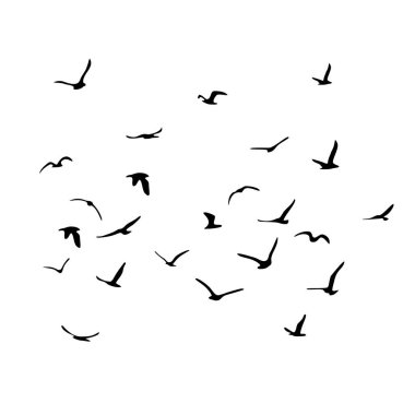 Uçan siluet kuş sürüsü. Beyaz arka planda siyah. Vektör illüstrasyonu
