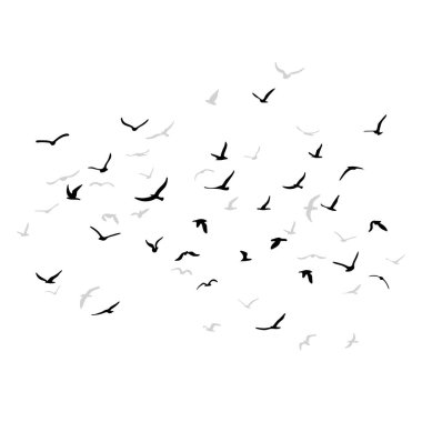 Uçan siluet kuş sürüsü. Beyaz arka planda siyah. Vektör illüstrasyonu