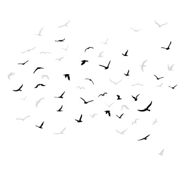 Uçan siluet kuş sürüsü. Beyaz arka planda siyah. Vektör illüstrasyonu