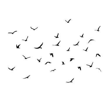 Uçan siluet kuş sürüsü. Beyaz arka planda siyah. Vektör illüstrasyonu
