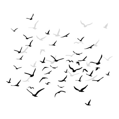 Uçan siluet kuş sürüsü. Beyaz arka planda siyah. Vektör illüstrasyonu