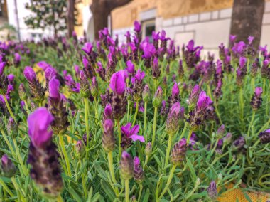 Festival de las Flores de Girona 