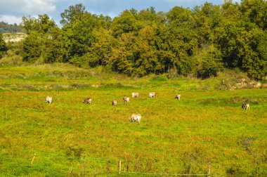 Salto del Mir, Katalonya, İspanya 'da güneş ışığı olan güzel yeşil ormanlardaki ağaçlar 