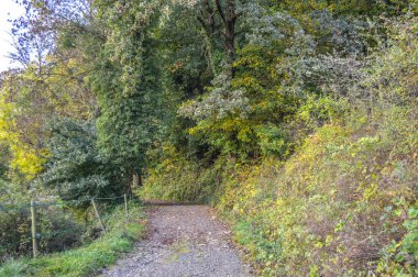 Salto del Mir, Katalonya, İspanya 'da güneş ışığı olan güzel yeşil ormanlardaki ağaçlar 