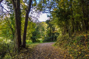 Salto del Mir, Katalonya, İspanya 'da güneş ışığı olan güzel yeşil ormanlardaki ağaçlar 