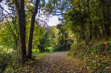 Salto del Mir, Katalonya, İspanya 'da güneş ışığı olan güzel yeşil ormanlardaki ağaçlar 