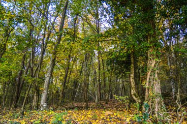 Salto del Mir, Katalonya, İspanya 'da güneş ışığı olan güzel yeşil ormanlardaki ağaçlar 