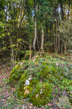 Salto del Mir, Katalonya, İspanya 'da güneş ışığı olan güzel yeşil ormanlardaki ağaçlar 