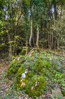 Salto del Mir, Katalonya, İspanya 'da güneş ışığı olan güzel yeşil ormanlardaki ağaçlar 