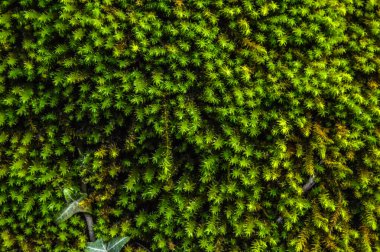 Salto del Mir, Katalonya, İspanya 'da güneş ışığı olan güzel yeşil ormanlardaki ağaçlar 