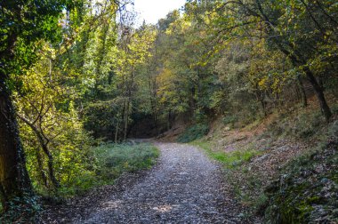 Salto del Mir, Katalonya, İspanya 'da güneş ışığı olan güzel yeşil ormanlardaki ağaçlar 