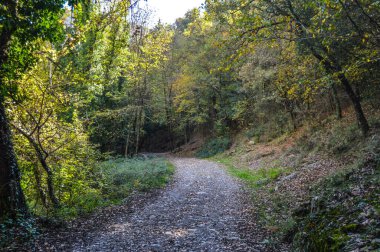 Salto del Mir, Katalonya, İspanya 'da güneş ışığı olan güzel yeşil ormanlardaki ağaçlar 