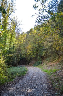Salto del Mir, Katalonya, İspanya 'da güneş ışığı olan güzel yeşil ormanlardaki ağaçlar 