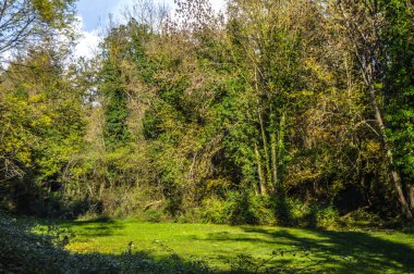 Salto del Mir, Katalonya, İspanya 'da güneş ışığı olan güzel yeşil ormanlardaki ağaçlar 