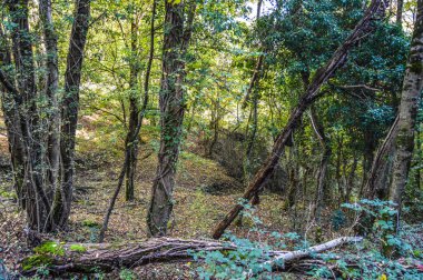 Salto del Mir, Katalonya, İspanya 'da güneş ışığı olan güzel yeşil ormanlardaki ağaçlar 