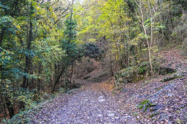 Salto del Mir, Katalonya, İspanya 'da güneş ışığı olan güzel yeşil ormanlardaki ağaçlar 
