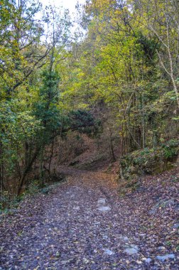 Salto del Mir, Katalonya, İspanya 'da güneş ışığı olan güzel yeşil ormanlardaki ağaçlar 