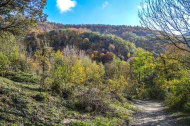 Salto del Mir, Katalonya, İspanya 'da güneş ışığı olan güzel yeşil ormanlardaki ağaçlar 