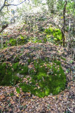Salto del Mir, Katalonya, İspanya 'da güneş ışığı olan güzel yeşil ormanlardaki ağaçlar 