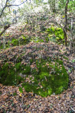 Salto del Mir, Katalonya, İspanya 'da güneş ışığı olan güzel yeşil ormanlardaki ağaçlar 