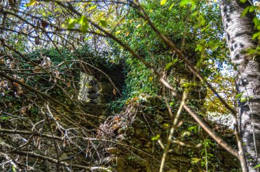 Salto del Mir, Katalonya, İspanya 'da güneş ışığı olan güzel yeşil ormanlardaki ağaçlar 