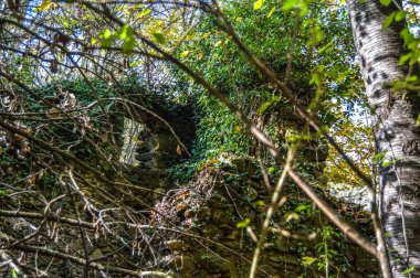 Salto del Mir, Katalonya, İspanya 'da güneş ışığı olan güzel yeşil ormanlardaki ağaçlar 