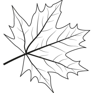 Maple leaf. Outline illustration of maple leaf. High quality photo clipart