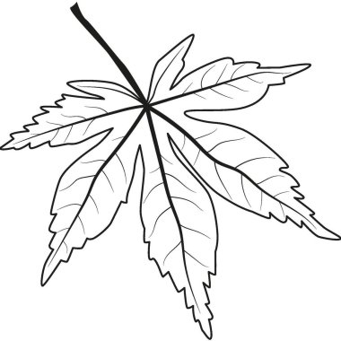 Üzüm yaprağı. Üzüm yaprağının ana hatları. Yüksek kalite fotoğraf