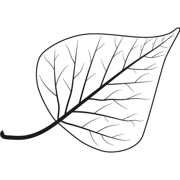 Birch Leaf Obrys Břízového Listu Kvalitní Fotografie — Stock fotografie
