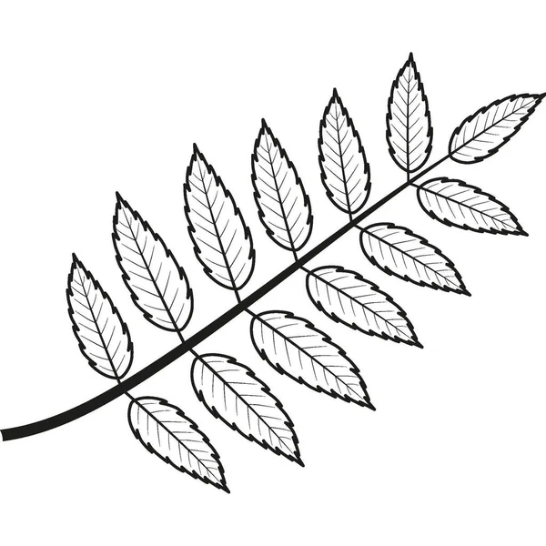 잎이야 노랑가오리의 전형적 예이다 고품질 — 스톡 사진