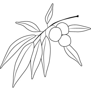 Zeytinli zeytin dalı. Zeytin dalı uzatın. Yüksek kalite fotoğraf