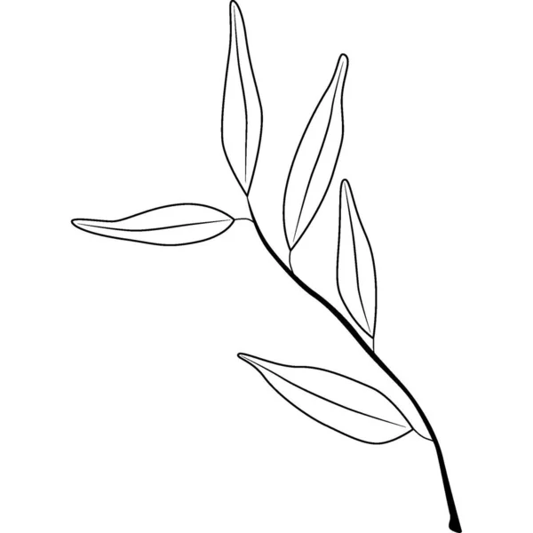 Hand Drawn Olive Tree Branch Outline Olive Branch High Quality — Stock Photo, Image