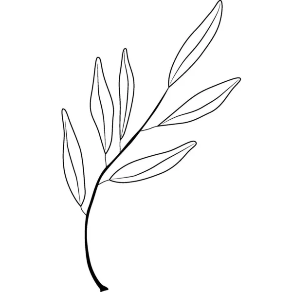 手描きオリーブの木の枝 概要オリーブの枝 高品質の写真 — ストック写真