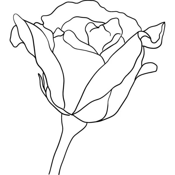Ręcznie Rysowane Kwiaty Róży Zarys Ikona Wysokiej Jakości Zdjęcie — Zdjęcie stockowe