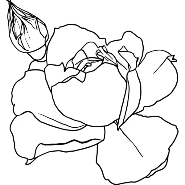 Ручной Рисунок Контура Розового Цветка Высокое Качество Фото — стоковое фото