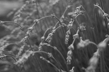 Lavandas flowers. Grey color background. Lavandula bunch of flowers in bloom, field of flowers. High quality photo