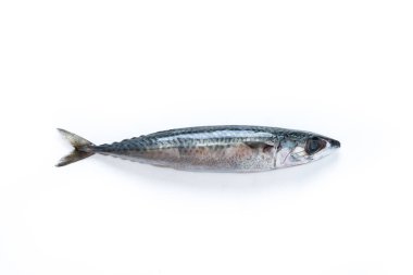 Ham uskumru izole üzerinde beyaz arka plan balık