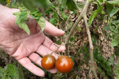 Bir insan elinin yakın plan çekimi, olgunlaşmış iki domatesi nazikçe sarmaşığa bağlıyor. Bitki, görünen yaprakları ve doğal kusurları olan açık hava organik bahçesinin bir parçası. Sürdürülebilir tarımı ve evi temsil eden gerçekçi bir sahne