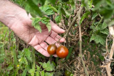 Bir insan elinin yakın plan çekimi, olgunlaşmış iki domatesi nazikçe sarmaşığa bağlıyor. Bitki, görünen yaprakları ve doğal kusurları olan açık hava organik bahçesinin bir parçası. Sürdürülebilir tarımı ve evi temsil eden gerçekçi bir sahne