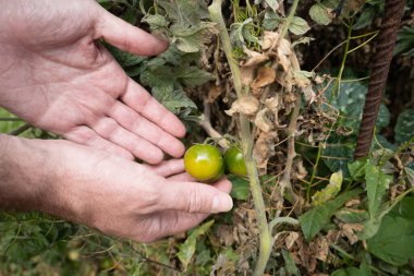Bitkinin üzerinde büyüyen olgunlaşmamış yeşil domateslere nazikçe dokunun. Domates sarmaşığında sağlıklı ve kuru yaprakların karışımı var. Bu da doğal bir açık hava yetiştirme ortamı olduğunu gösteriyor. Görüntü, bahçe işleri ve gıda üretimi temalarını yansıtıyor., 