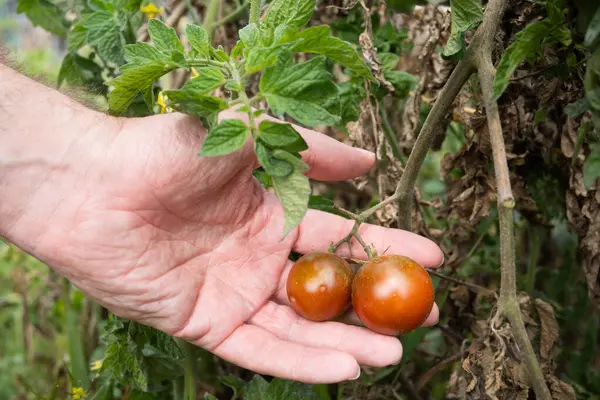 Bir insan elinin yakın plan çekimi, olgunlaşmış iki domatesi nazikçe sarmaşığa bağlıyor. Bitki, görünen yaprakları ve doğal kusurları olan açık hava organik bahçesinin bir parçası. Sürdürülebilir tarımı ve evi temsil eden gerçekçi bir sahne