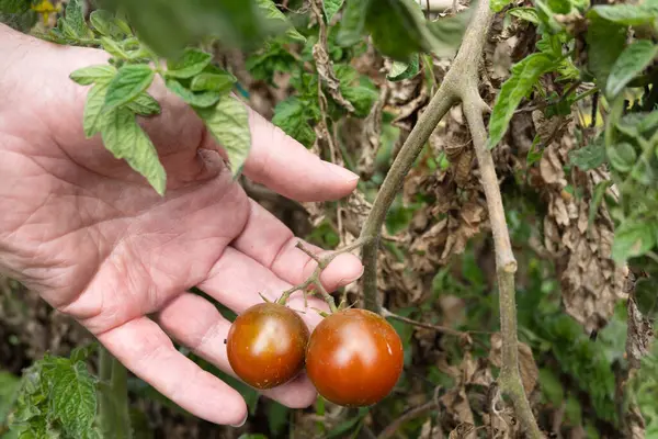Bir insan elinin yakın plan çekimi, olgunlaşmış iki domatesi nazikçe sarmaşığa bağlıyor. Bitki, görünen yaprakları ve doğal kusurları olan açık hava organik bahçesinin bir parçası. Sürdürülebilir tarımı ve evi temsil eden gerçekçi bir sahne