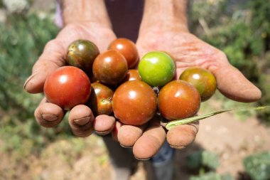 Elin, organik bir bahçedeki sarmaşıkta olgun vişneli domatesleri tutuyor.