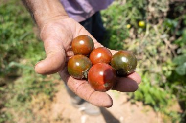 Elin, organik bir bahçedeki sarmaşıkta olgun vişneli domatesleri tutuyor.