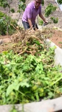 Bir el arabası dolusu otla tarlada çalışan adam.