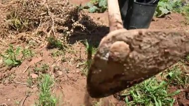 Çapayla Toprağı Temizleyen Çiftçi