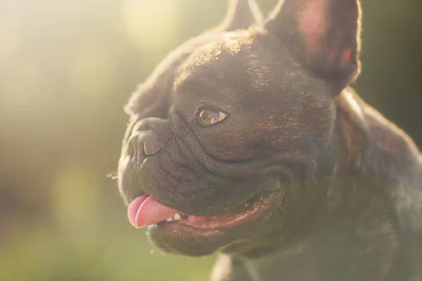 Profilul Unui Câine Fundalul Naturii Buldog Francez Într Însorită — Fotografie, imagine de stoc
