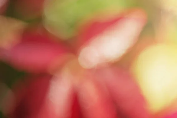 Відкладений Осінній Фон Світло Дефокусу Червоний Зелений Жовтий Розмитий Фон — стокове фото